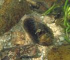 0354_la_vienne_moule_9_10.jpg