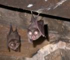 petit_rhinolophe_j._barataud_2007.jpg